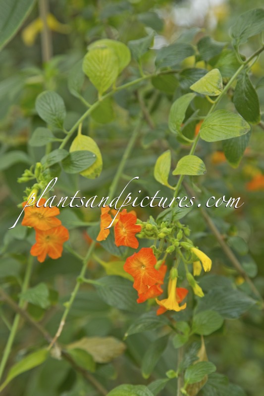 Streptosolen jamesonii ‘Orange Form’