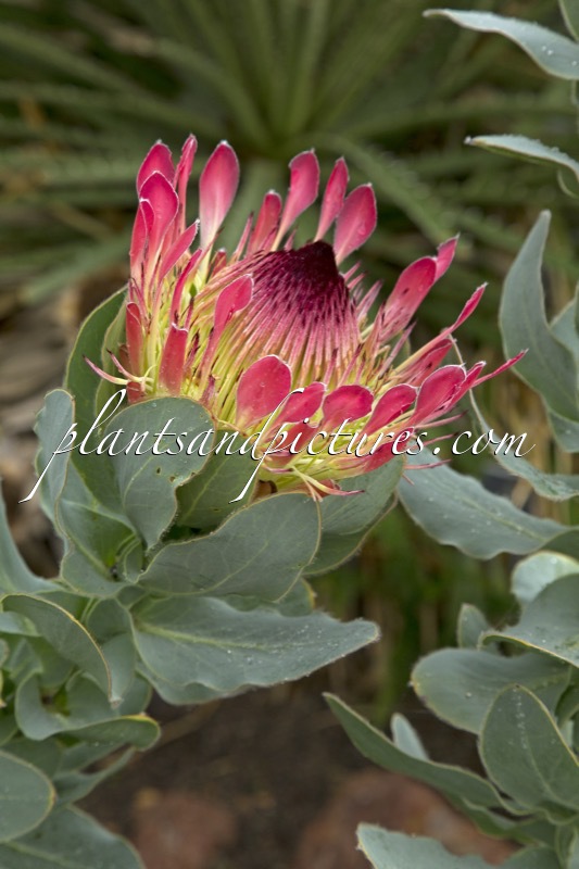 Protea eximia
