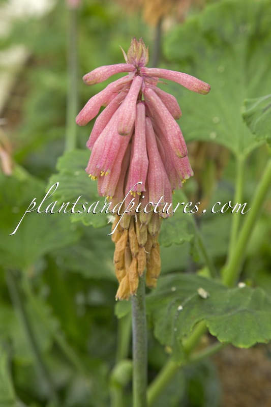 Veltheimia bracteata