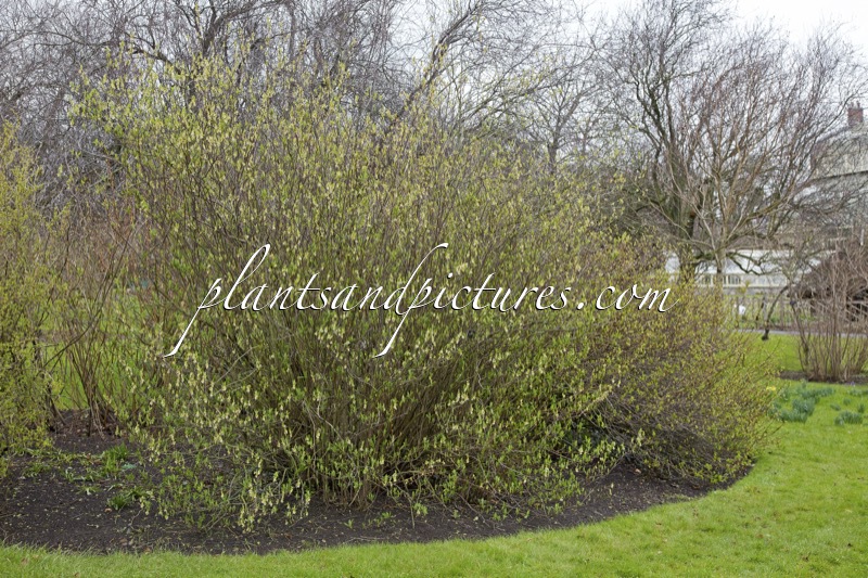 Oemleria cerasiformis