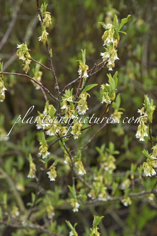 Oemleria cerasiformis