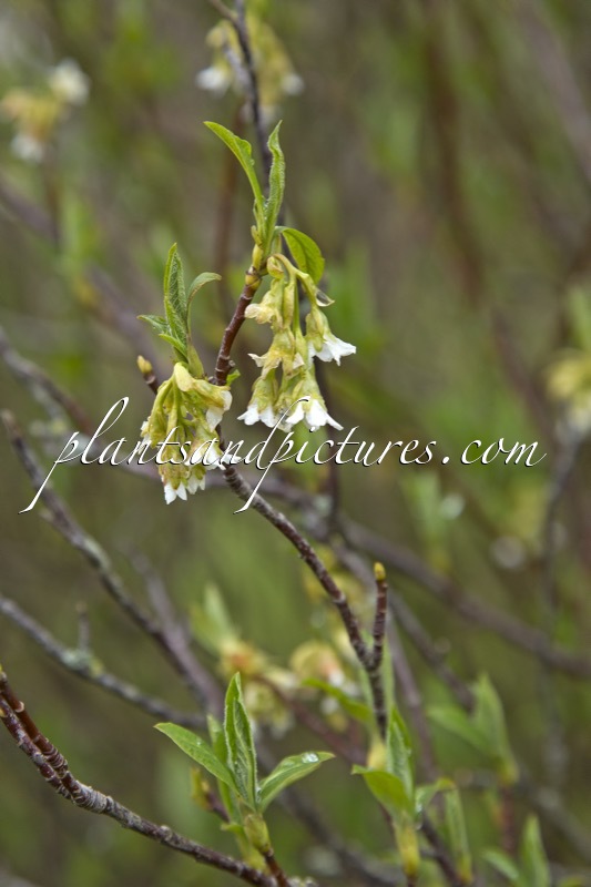 Oemleria cerasiformis