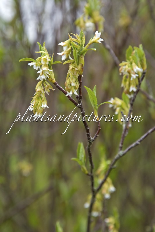 Oemleria cerasiformis