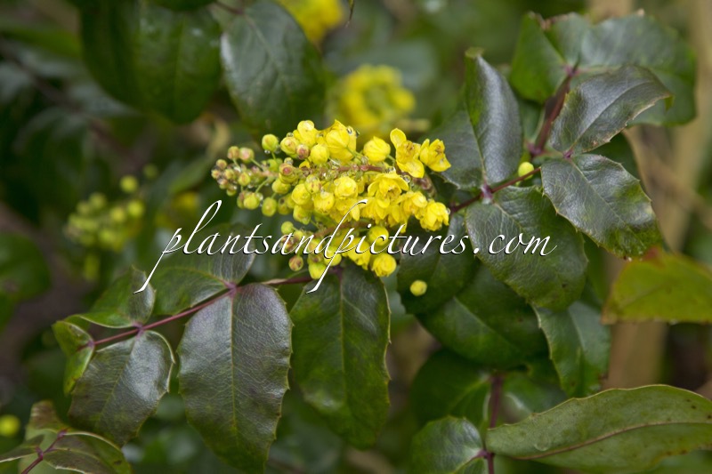 Mahonia herveyi