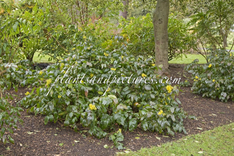 Mahonia aquifolium ‘Undulata Nana’