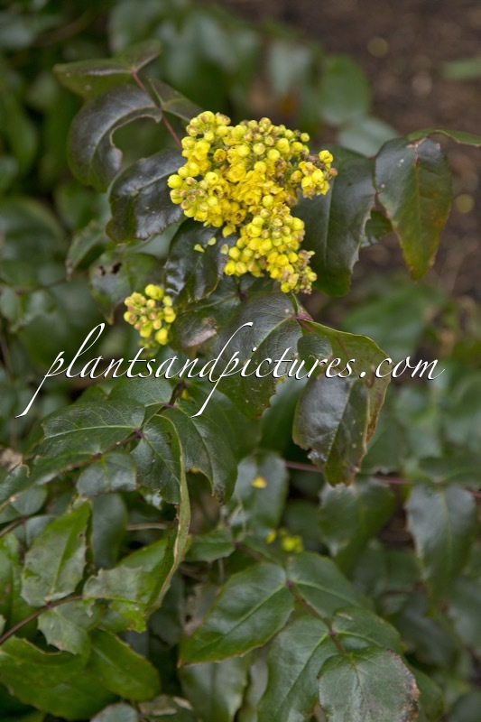 Mahonia aquifolium ‘Undulata Nana’