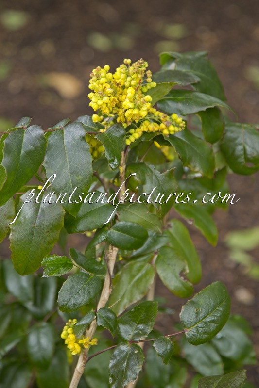 Mahonia aquifolium ‘Undulata Nana’
