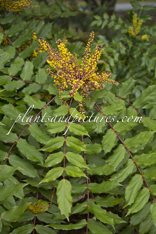Mahonia duclouxiana