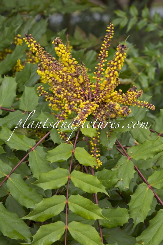 Mahonia duclouxiana