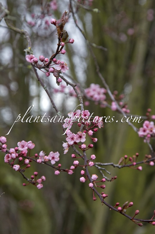 Prunus cerasifera ‘Pissardii’