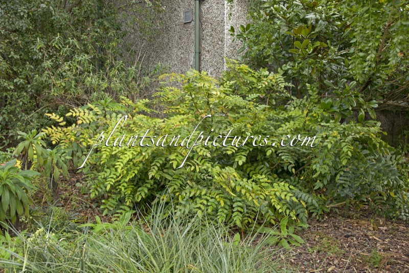 Mahonia japonica