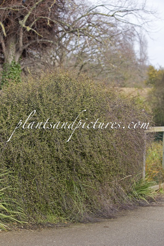 Muehlenbeckia complexa