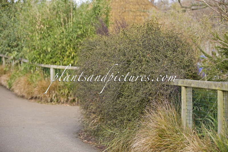 Muehlenbeckia complexa