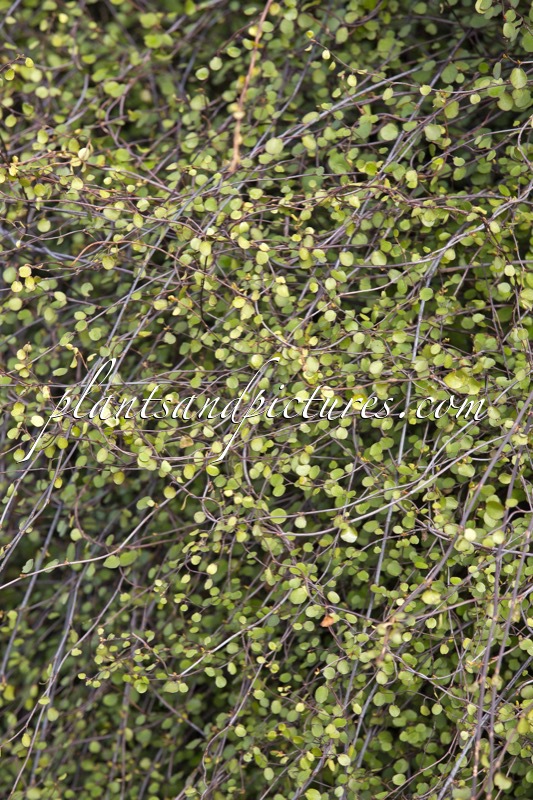 Muehlenbeckia complexa