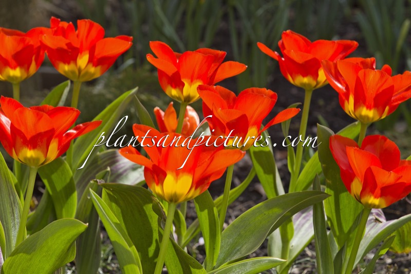 Tulipa forsteriana ‘Juanita’