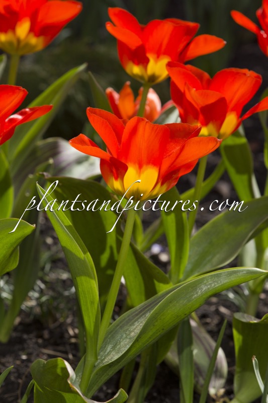 Tulipa forsteriana ‘Juanita’