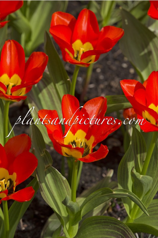 Tulipa forsteriana ‘Juanita’