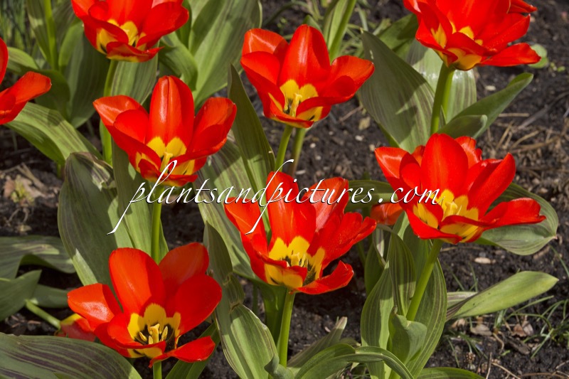 Tulipa forsteriana ‘Juanita’