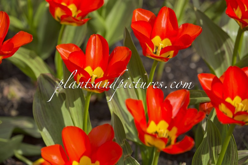 Tulipa forsteriana ‘Juanita’