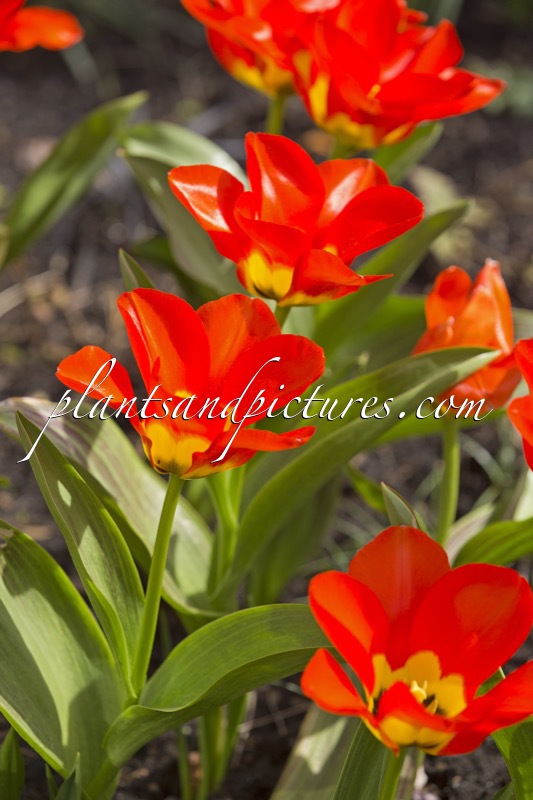 Tulipa forsteriana ‘Juanita’