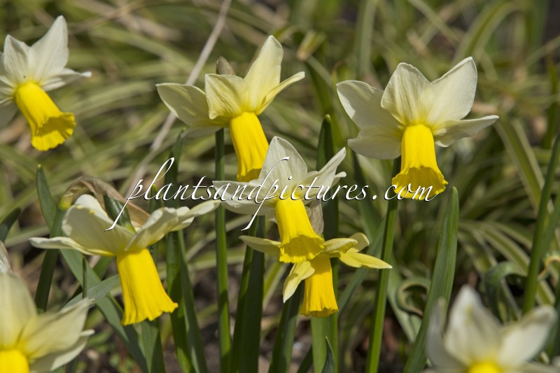 Narcissus cyclamineus ‘Trena’