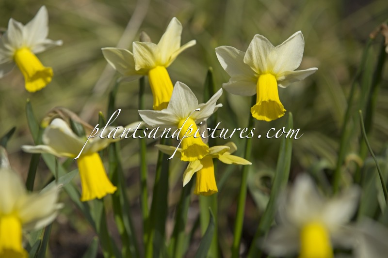 Narcissus cyclamineus ‘Trena’