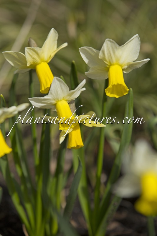 Narcissus cyclamineus ‘Trena’