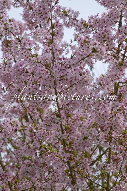 Prunus incisa ‘Cunera’