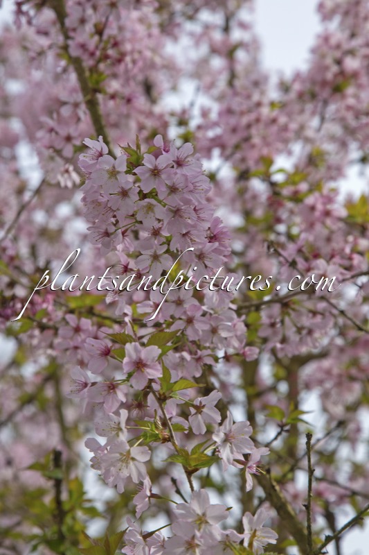 Prunus incisa ‘Cunera’