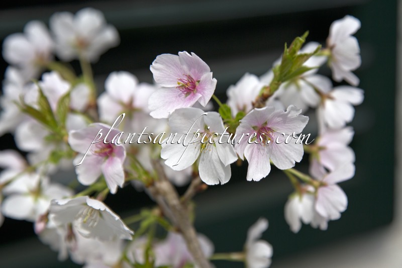 Prunus ‘Mieke’ (ROYAL FLAME)