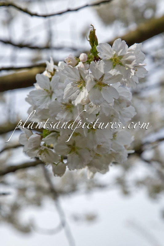 Prunus serrulata ‘Jo-nioi’