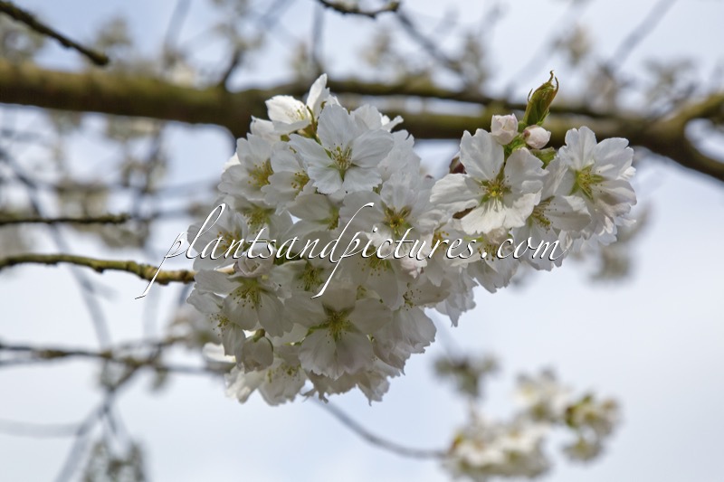 Prunus serrulata ‘Jo-nioi’