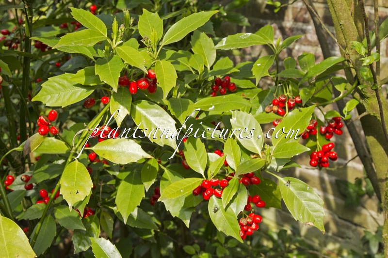 Aucuba japonica ‘Rozannie’