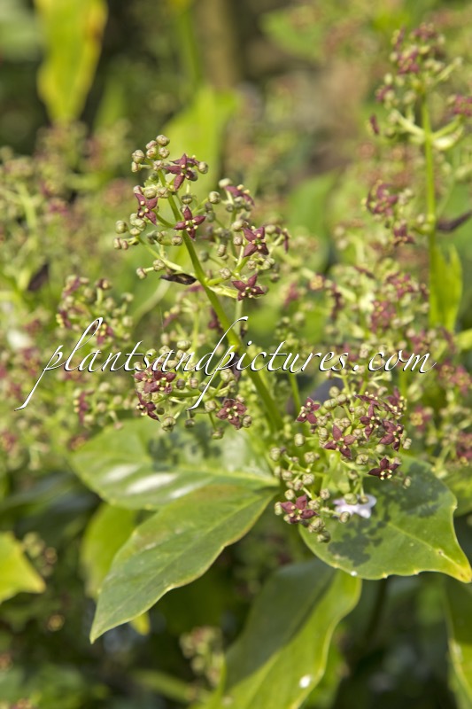 Aucuba japonica