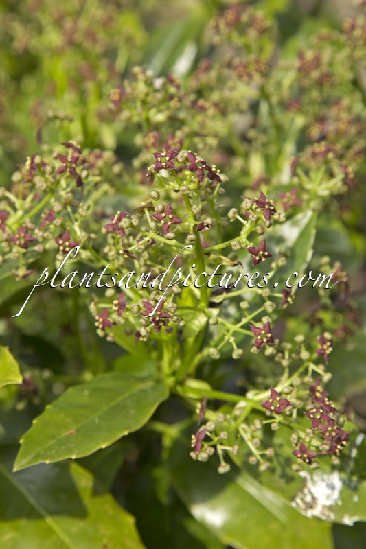 Aucuba japonica