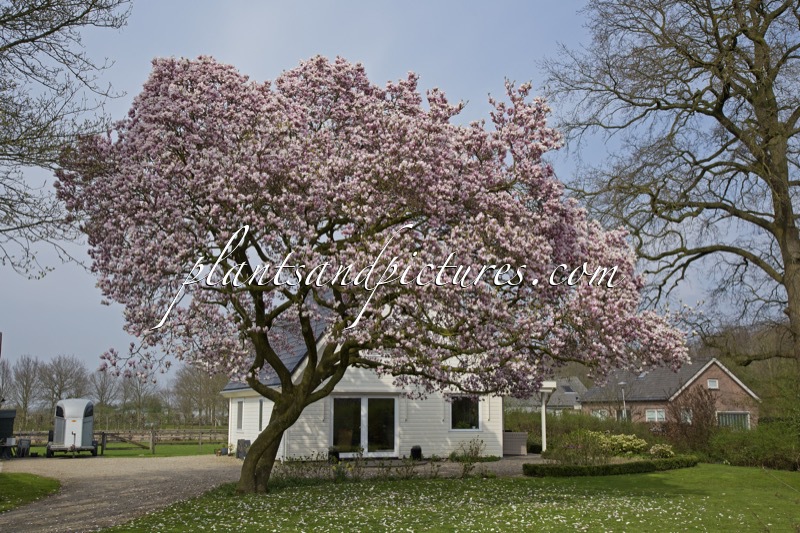 Magnolia soulangeana