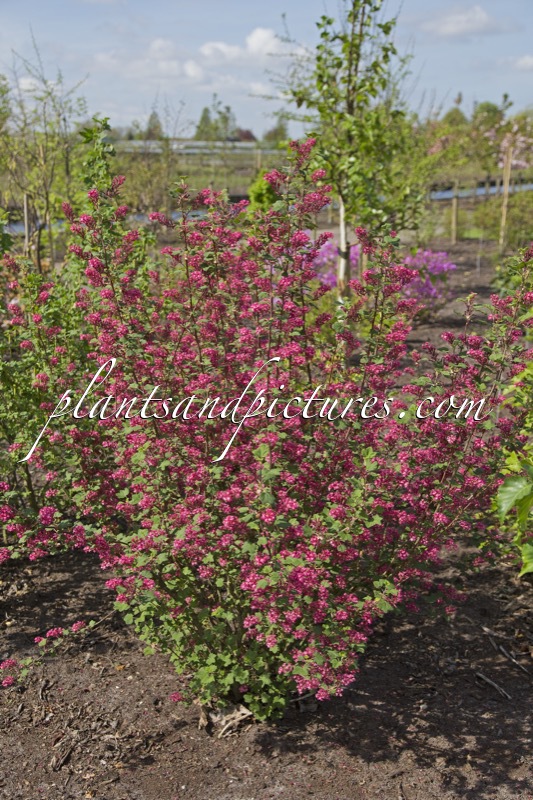 Ribes sanguineum ‘Annys2003’ (AMORE)