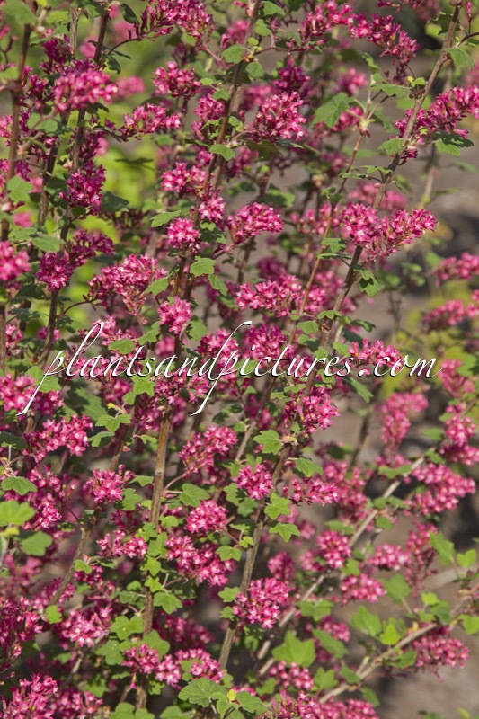 Ribes sanguineum ‘Annys2003’ (AMORE)