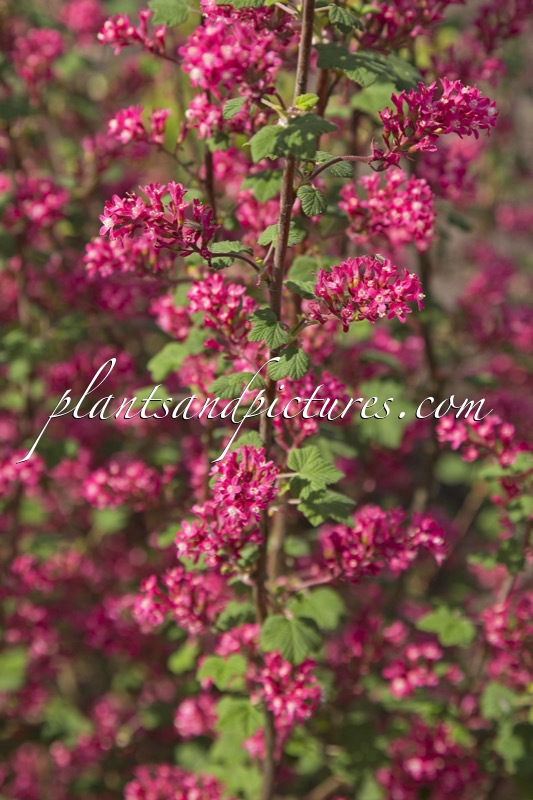 Ribes sanguineum ‘Annys2003’ (AMORE)