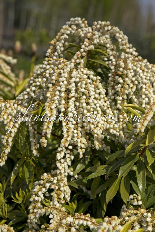 Pieris ‘Brouwer’s Beauty’