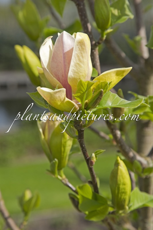 Magnolia ‘Sunsation’