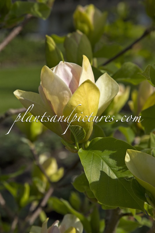 Magnolia ‘Sunsation’