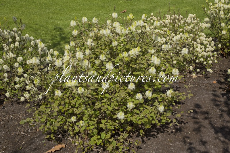 Fothergilla intermedia ‘Blue Shadow’