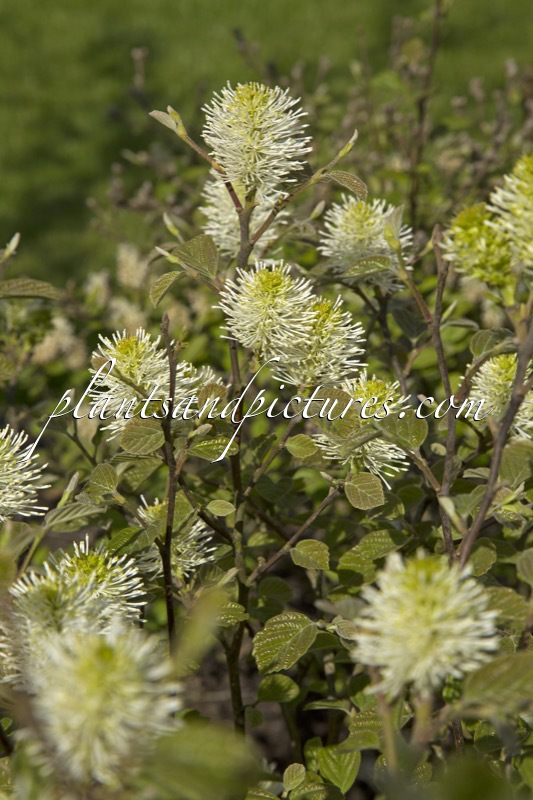 Fothergilla intermedia ‘Blue Shadow’