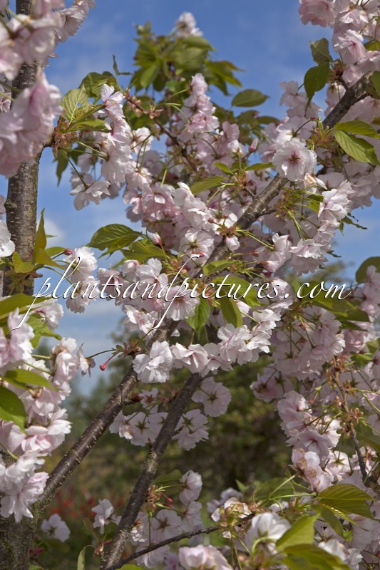 Prunus serrulata ‘Ichiyo’