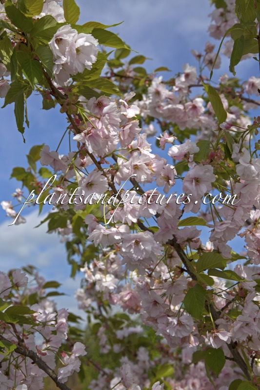 Prunus serrulata ‘Ichiyo’