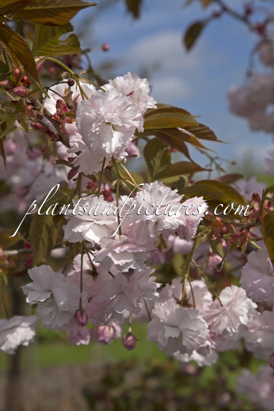 Prunus serrulata ‘Fugenzo’