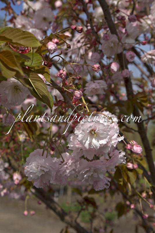 Prunus serrulata ‘Fugenzo’