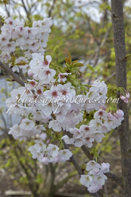 Prunus serrulata ‘Ito-kukuri’