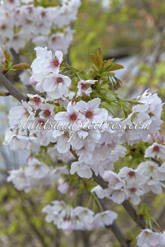 Prunus serrulata ‘Ito-kukuri’